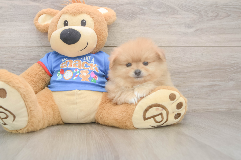 Pomeranian Pup Being Cute