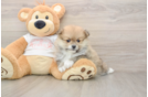 Popular Pomeranian Baby