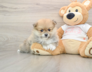 8 week old Pomeranian Puppy For Sale - Puppy Love PR