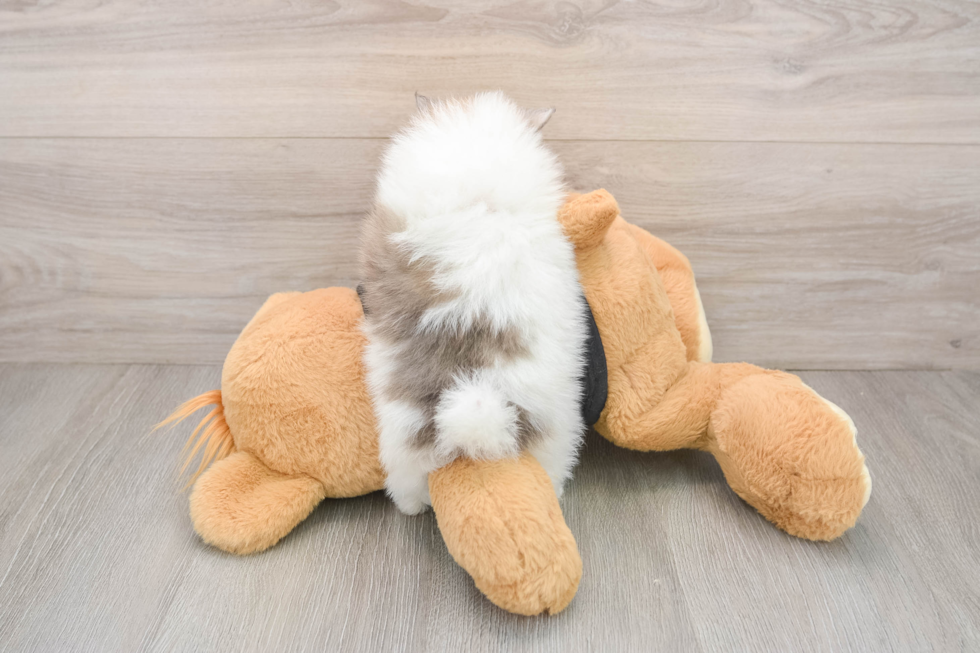 Pomeranian Puppy for Adoption