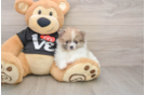 Popular Pomeranian Baby