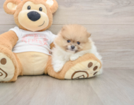 7 week old Pomeranian Puppy For Sale - Puppy Love PR