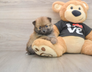 7 week old Pomeranian Puppy For Sale - Puppy Love PR