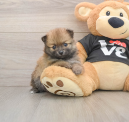 7 week old Pomeranian Puppy For Sale - Puppy Love PR