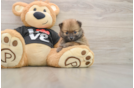 Playful Pomeranian Baby