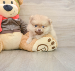 5 week old Pomeranian Puppy For Sale - Puppy Love PR
