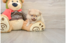 Adorable Pom Pom Purebred Puppy