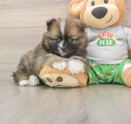 8 week old Pomeranian Puppy For Sale - Puppy Love PR