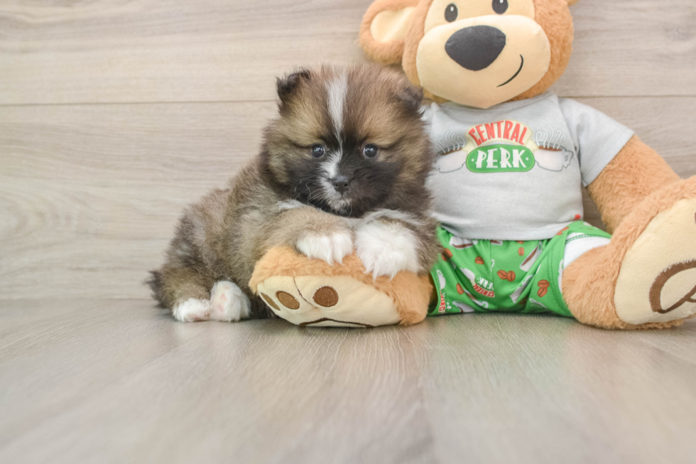 Pomeranian Pup Being Cute