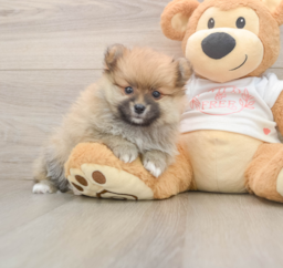 8 week old Pomeranian Puppy For Sale - Puppy Love PR