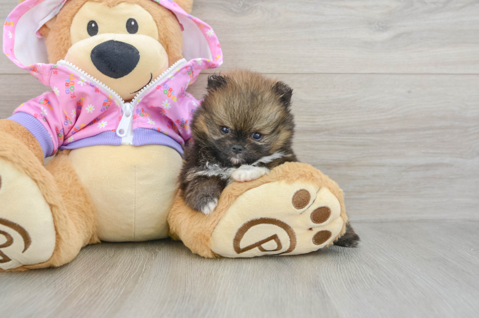 5 week old Pomeranian Puppy For Sale - Puppy Love PR