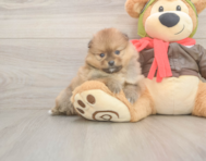 7 week old Pomeranian Puppy For Sale - Puppy Love PR