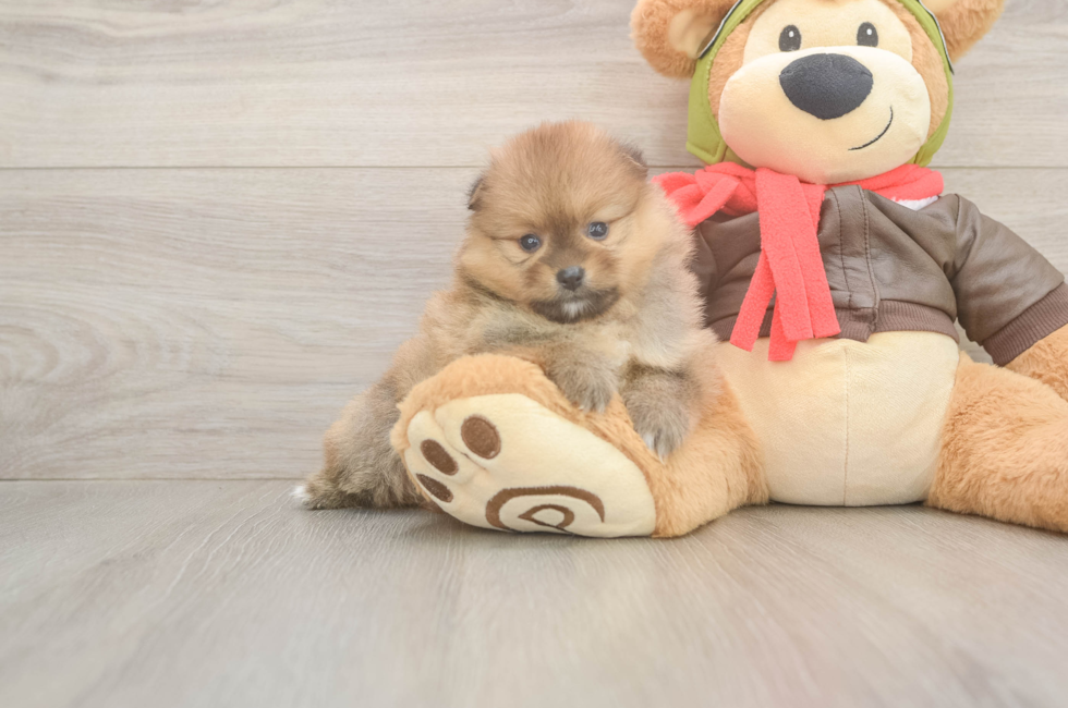 6 week old Pomeranian Puppy For Sale - Puppy Love PR