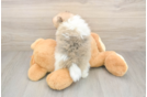 Hypoallergenic Pomeranian Baby