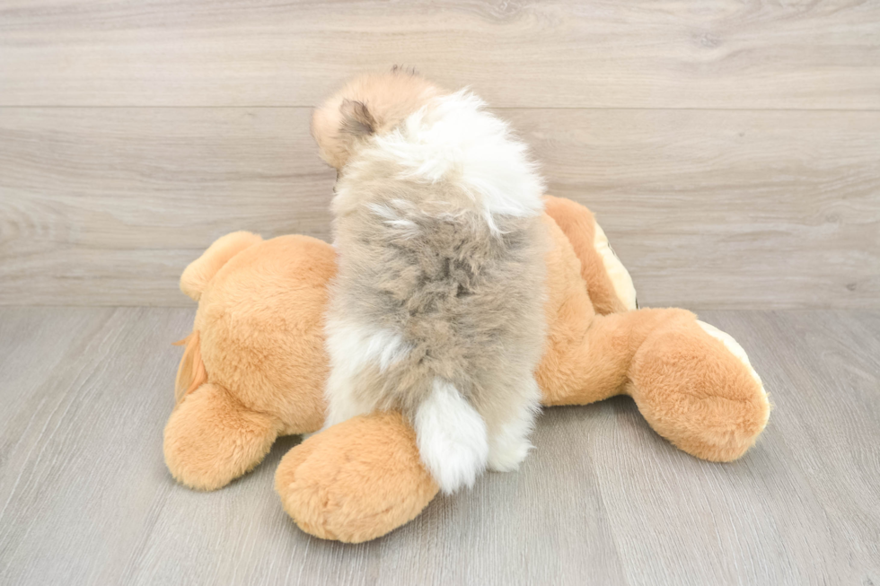 Hypoallergenic Pomeranian Baby