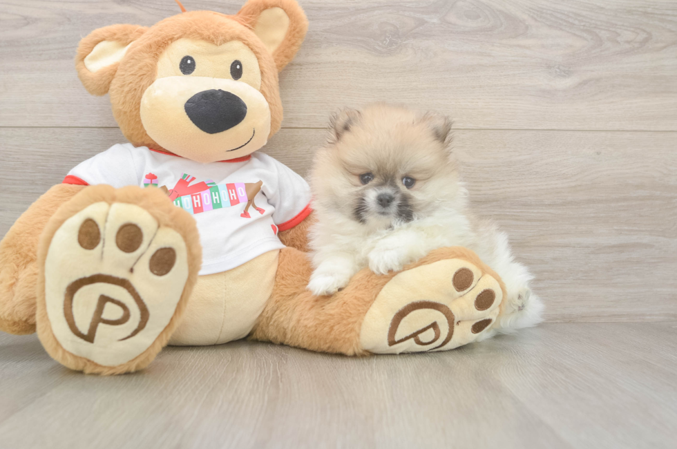 5 week old Pomeranian Puppy For Sale - Puppy Love PR