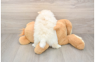 Best Pomeranian Baby