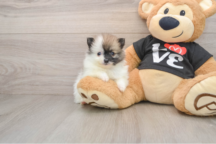 Playful Pomeranian Purebred Pup
