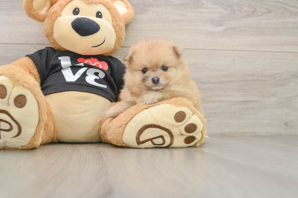 Small Pomeranian Baby