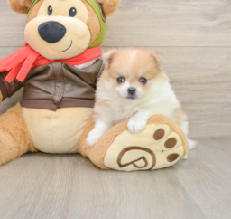 5 week old Pomeranian Puppy For Sale - Puppy Love PR
