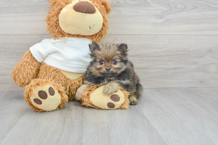 Meet Ariana - our Pomeranian Puppy Photo 1/3 - Puppy Love PR Popular Pomeranian Purebred Pup