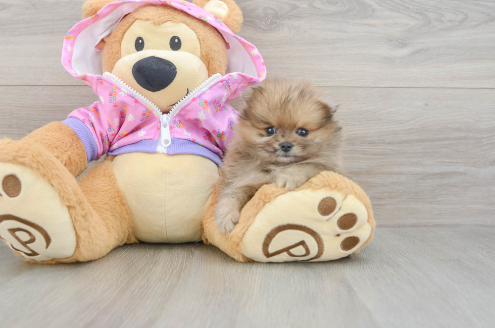 5 week old Pomeranian Puppy For Sale - Puppy Love PR