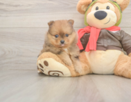 8 week old Pomeranian Puppy For Sale - Puppy Love PR