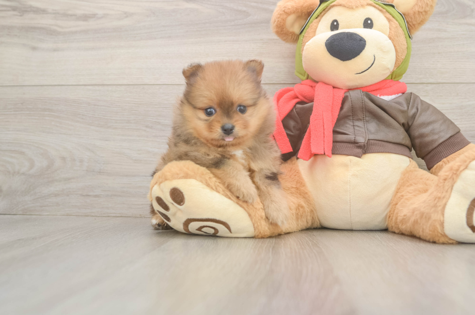 6 week old Pomeranian Puppy For Sale - Puppy Love PR