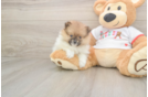 Playful Pomeranian Purebred Pup