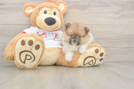 Best Pomeranian Baby