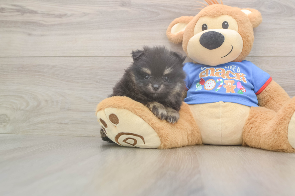 Best Pomeranian Baby