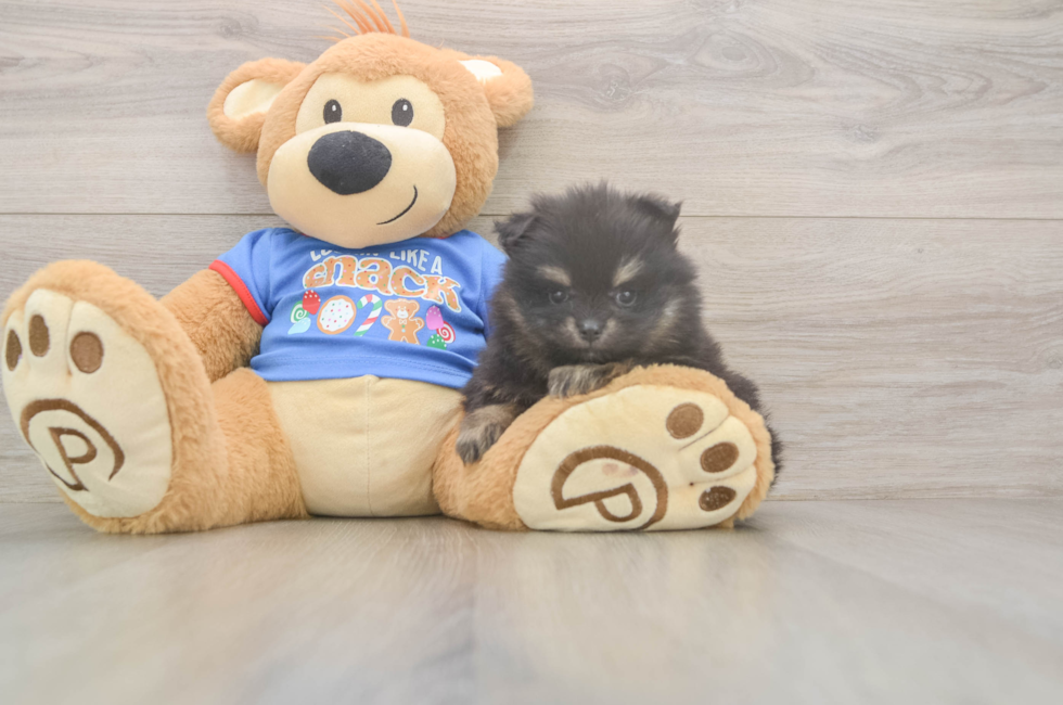 5 week old Pomeranian Puppy For Sale - Puppy Love PR