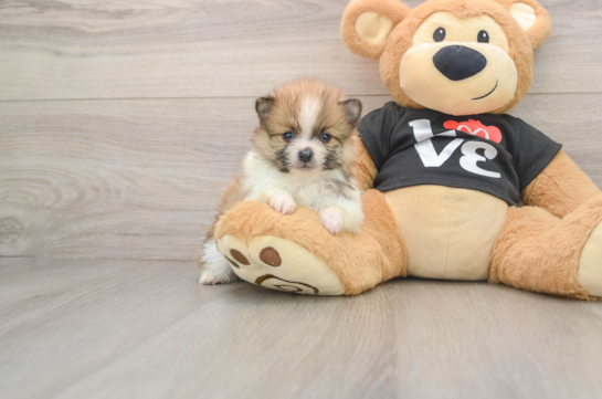 ARIANA, a Pomeranian littermate
