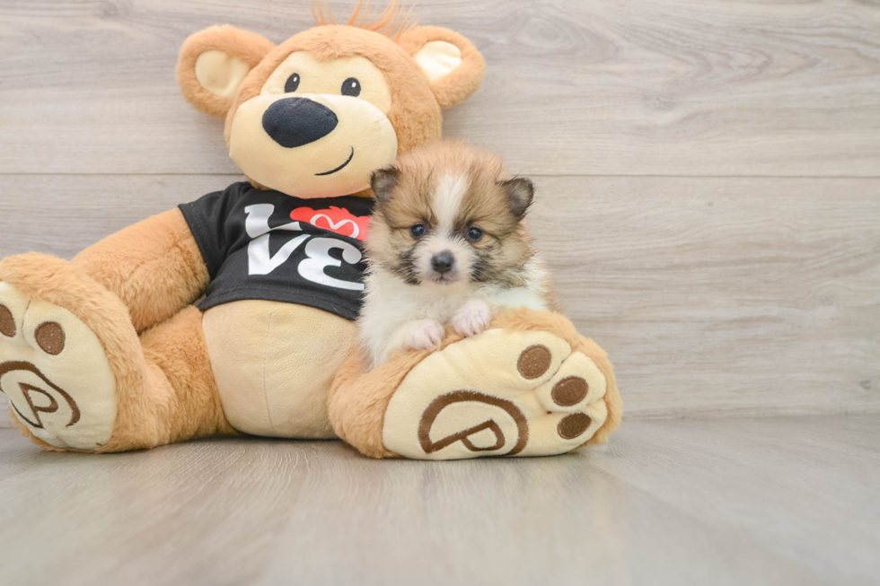 Small Pomeranian Baby
