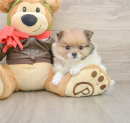 5 week old Pomeranian Puppy For Sale - Puppy Love PR