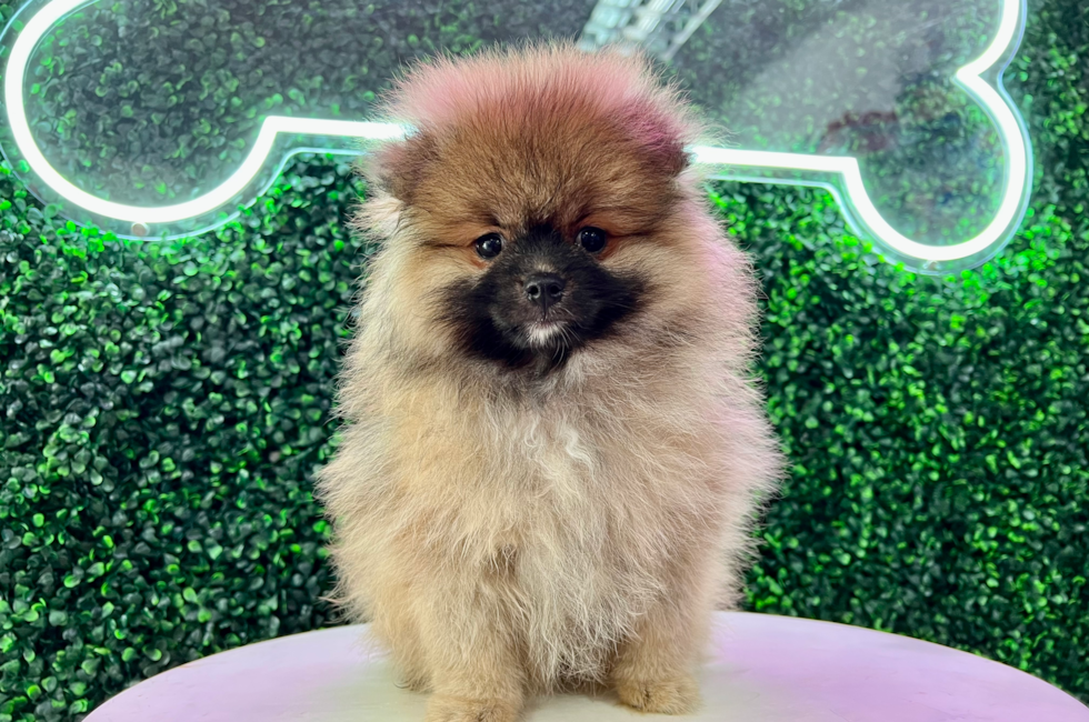 14 week old Pomeranian Puppy For Sale - Puppy Love PR