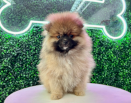 15 week old Pomeranian Puppy For Sale - Puppy Love PR