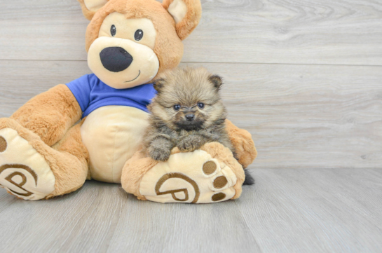 Little Pomeranian Baby