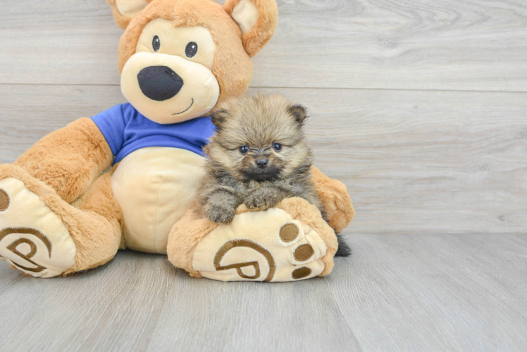 Meet Augusta - our Pomeranian Puppy Photo 1/3 - Puppy Love PR Little Pomeranian Baby