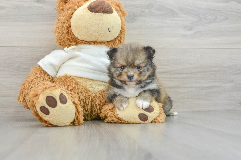 5 week old Pomeranian Puppy For Sale - Puppy Love PR