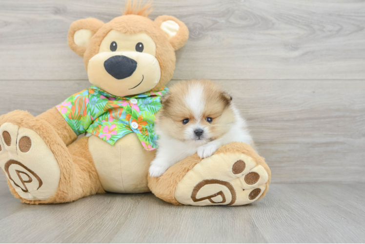 Funny Pomeranian Purebred Pup