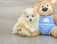 6 week old Pomeranian Puppy For Sale - Puppy Love PR