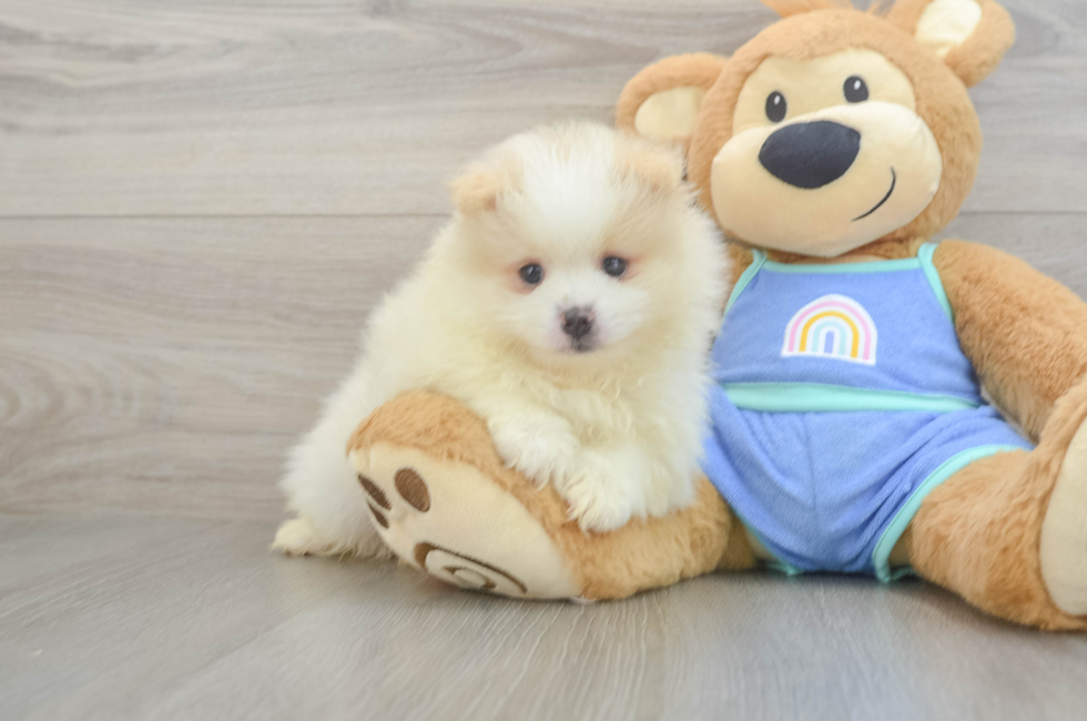 6 week old Pomeranian Puppy For Sale - Puppy Love PR