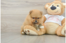Pomeranian Puppy for Adoption