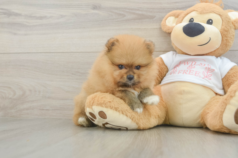 Pomeranian Puppy for Adoption