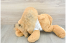 Pomeranian Pup Being Cute