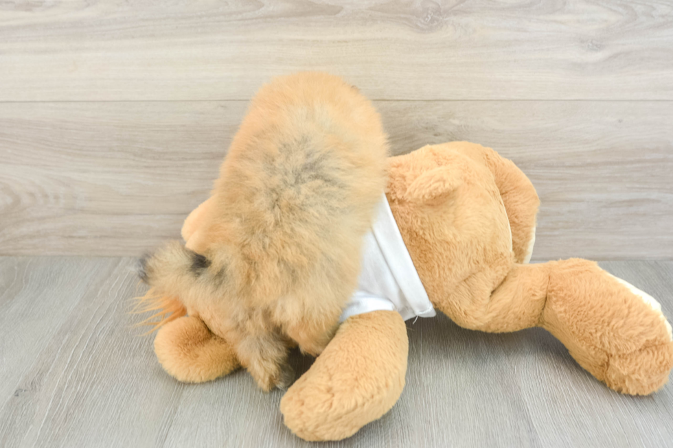 Pomeranian Pup Being Cute