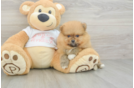 Pomeranian Pup Being Cute