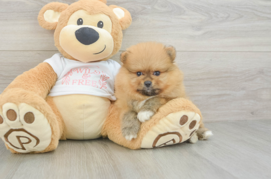 Pomeranian Pup Being Cute