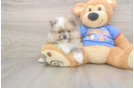 Best Pomeranian Baby